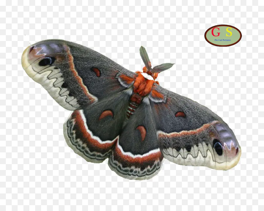 Mariposa，Inseto PNG