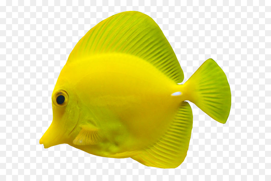 Peixe，Aquático PNG