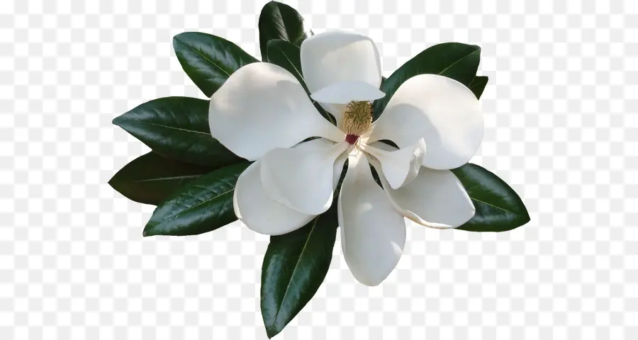 Magnolia，Download PNG