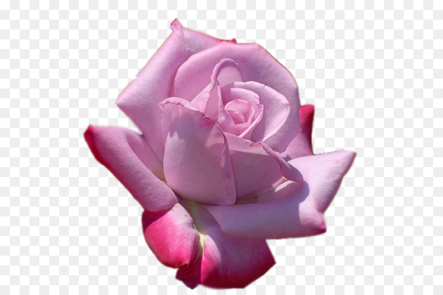 Rosa Preta E Branca，Rosa PNG