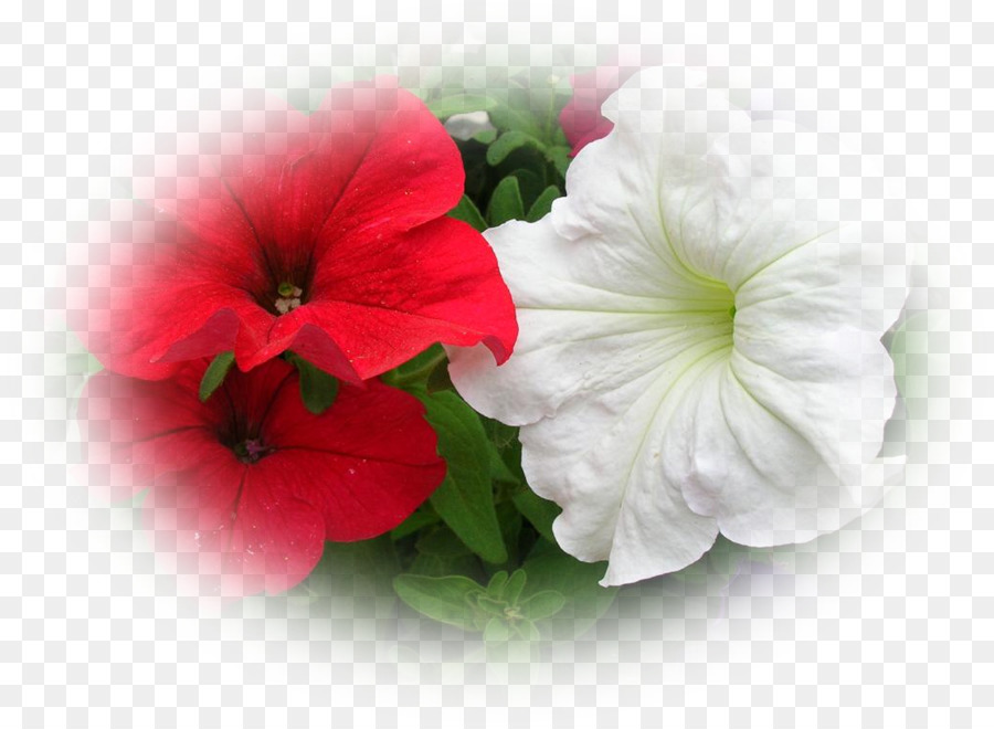 Flores，Flor Vermelha PNG