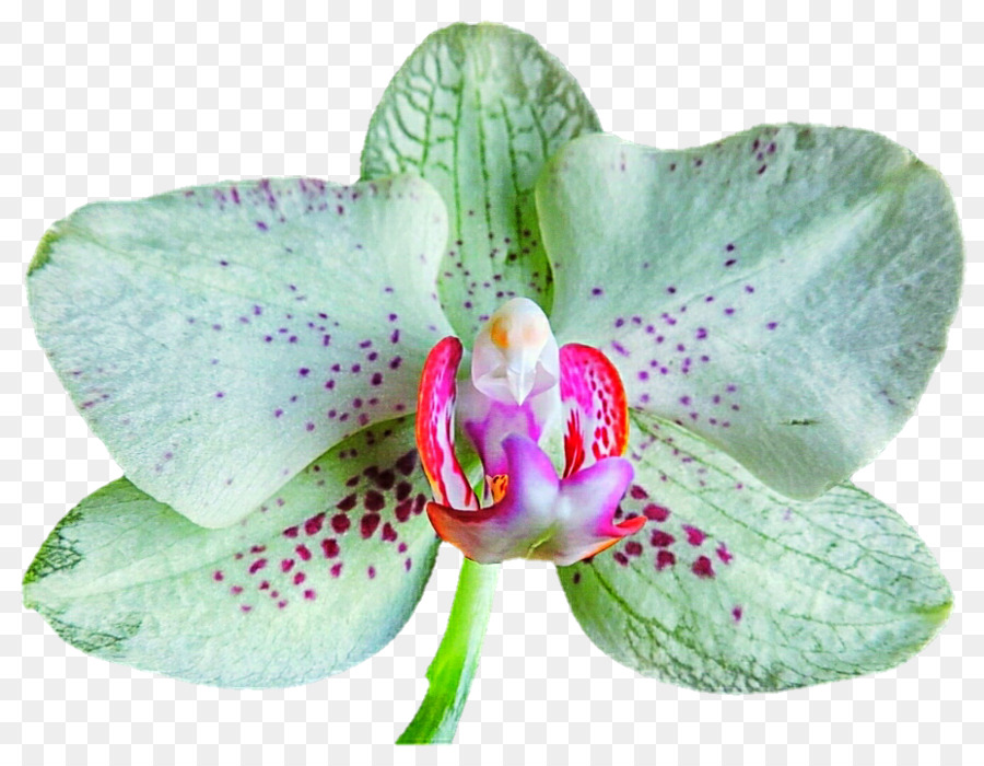 Orquídea Rosa，Florescer PNG