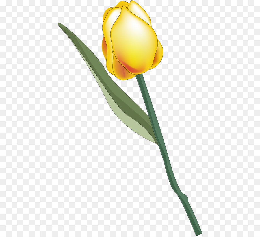 Tulip，Flores De Corte PNG