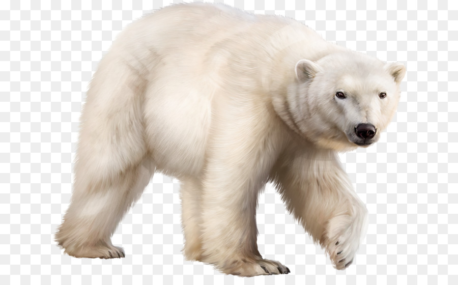 Urso Polar，Urso PNG