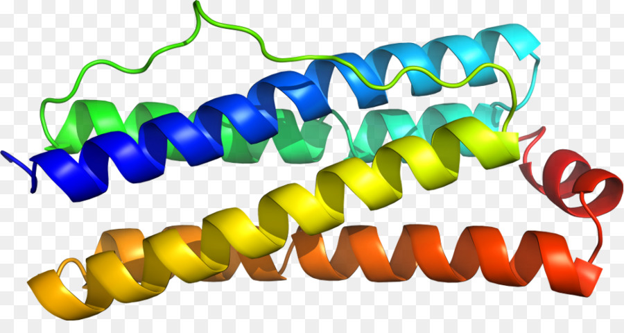 Hélice De Proteína，Molécula PNG