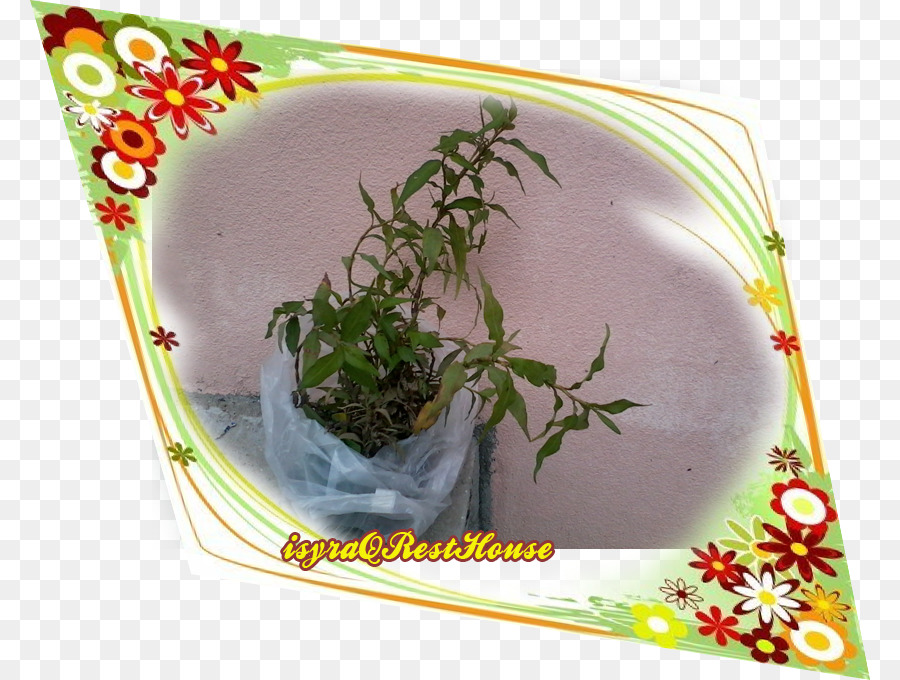 Erva，Flowerpot PNG