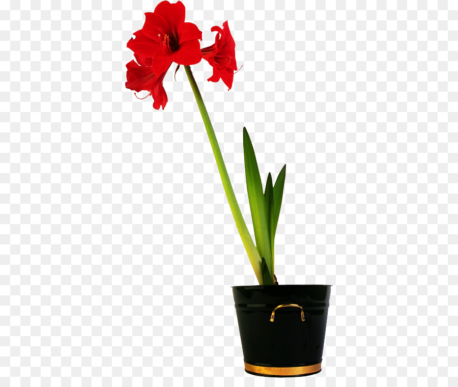 Flor Vermelha Em Vaso，Amarílis PNG