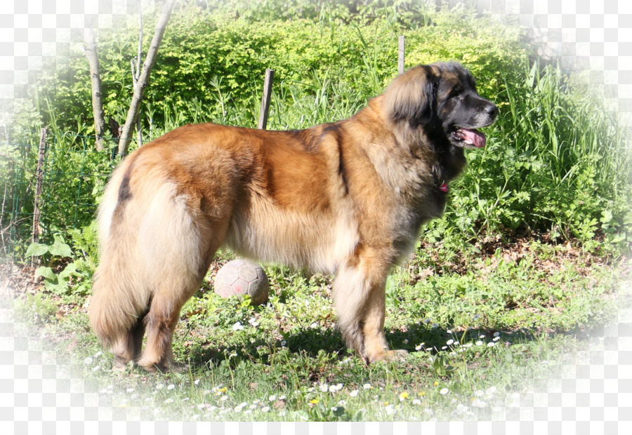 Estrela Mountain Dog，Leonberger PNG