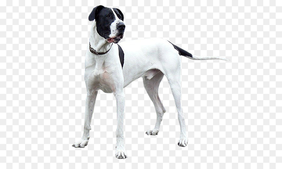 Idade Dinamarquês Ponteiro，Great Dane PNG