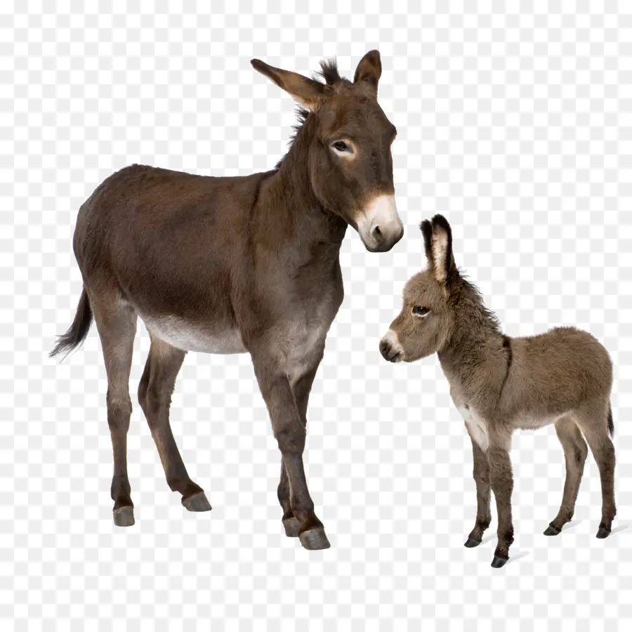 Burro，Cavalo PNG