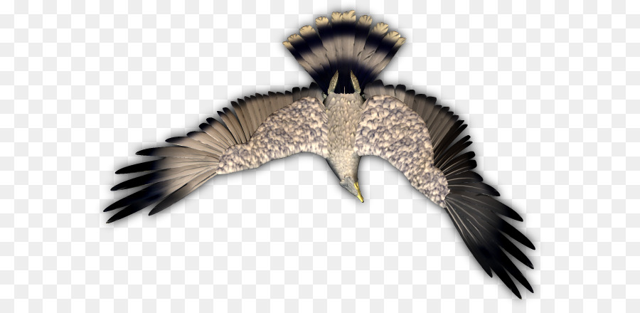 águia，Bico PNG
