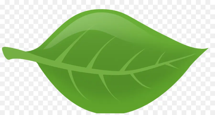 Folha，Verde PNG