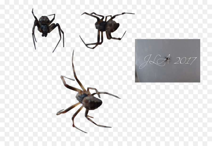 Aranha，Aracnídeo PNG