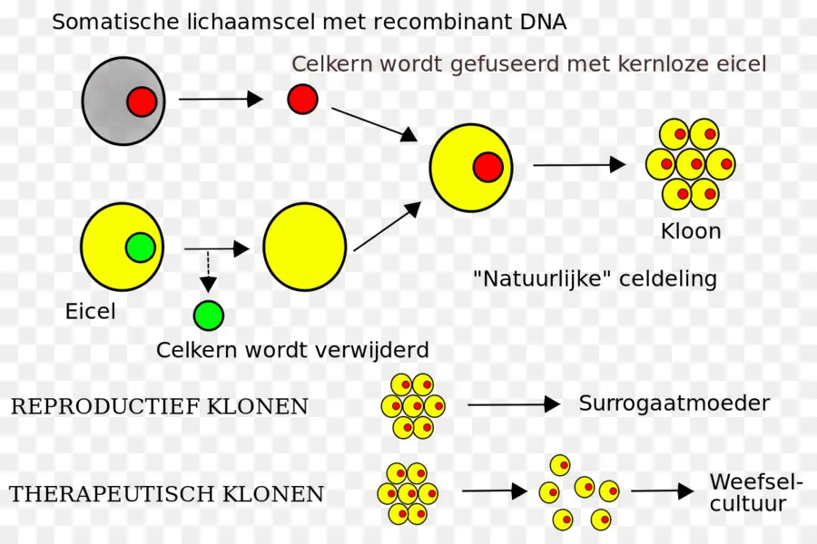Célula Somática Nuclear De Transferência，Célula Somática PNG