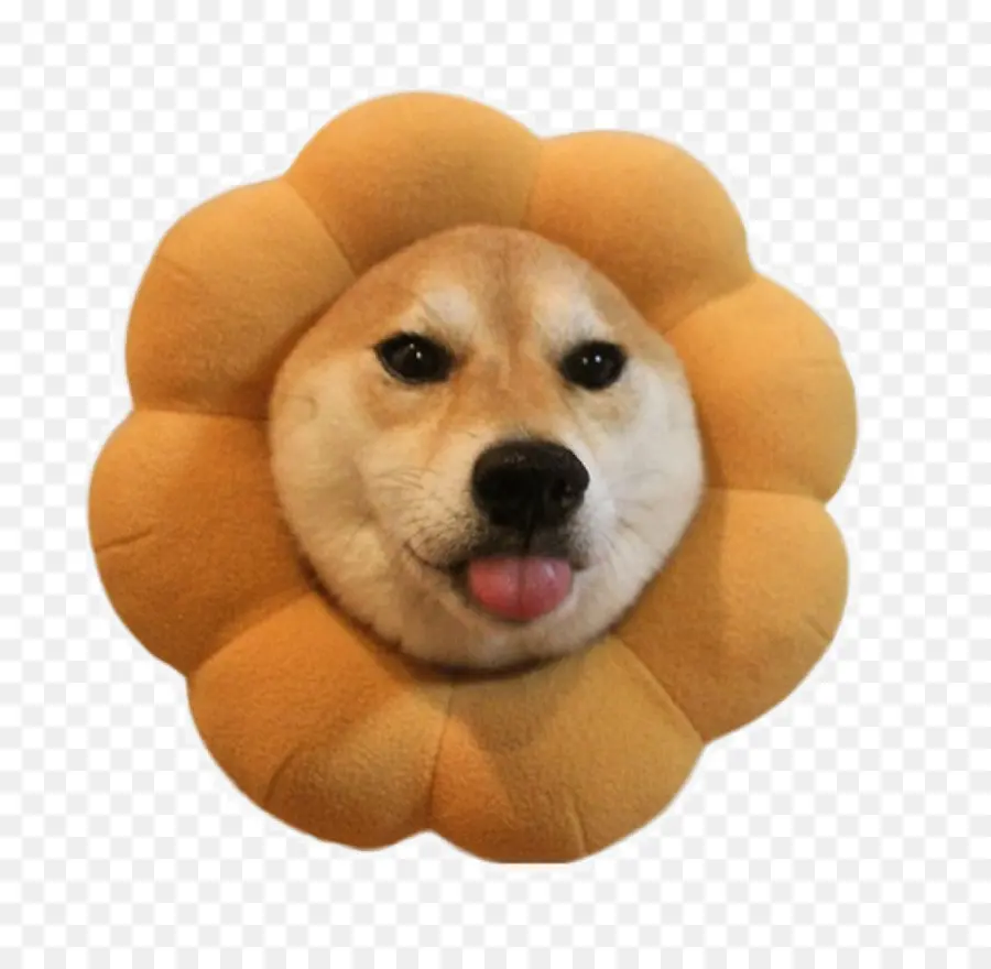 Cachorro，Flor PNG