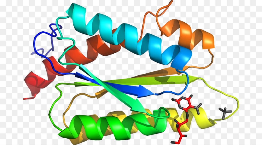 Estrutura Proteica，Biologia PNG