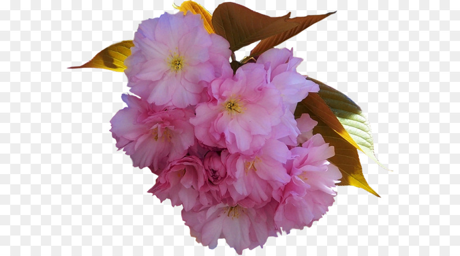 Flores Rosa，Florescer PNG