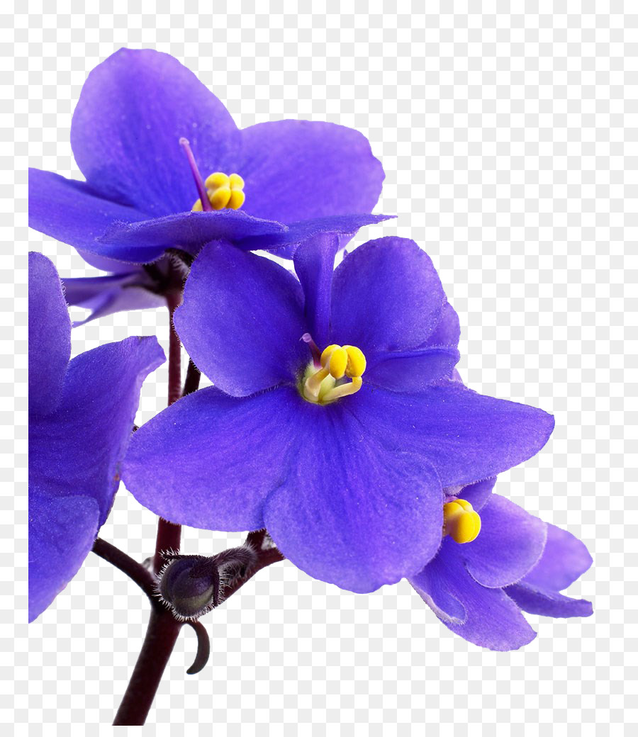 Flor，Florescer PNG