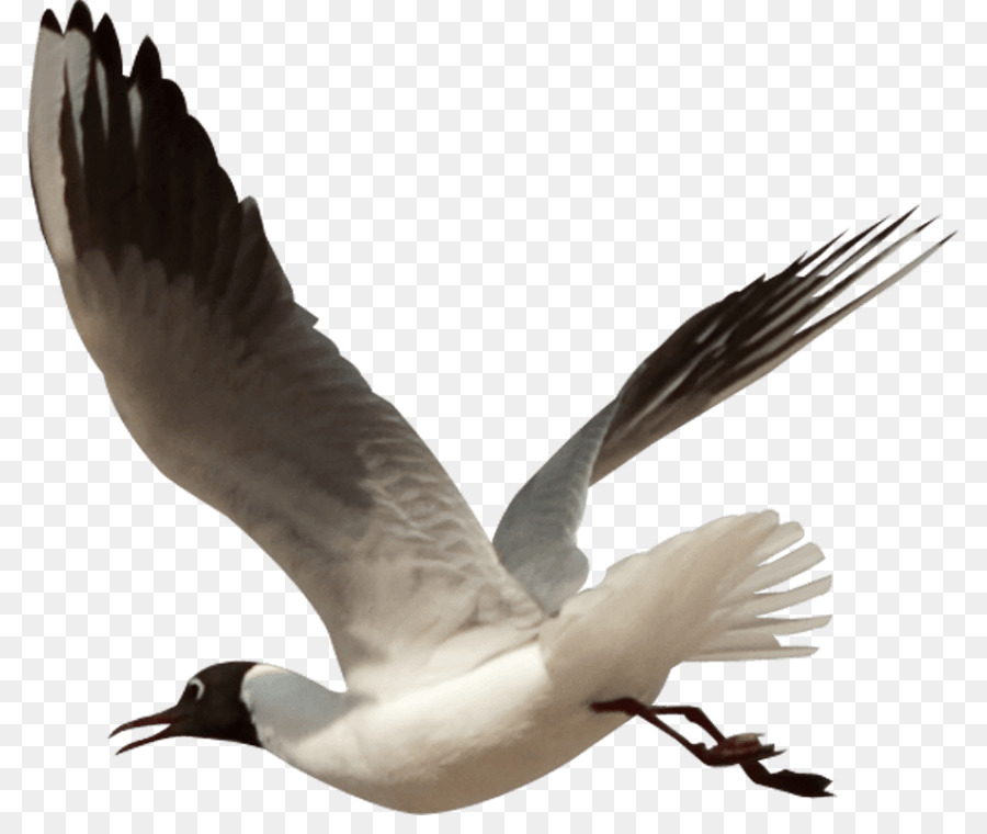 Gaivota Voadora，Voo PNG