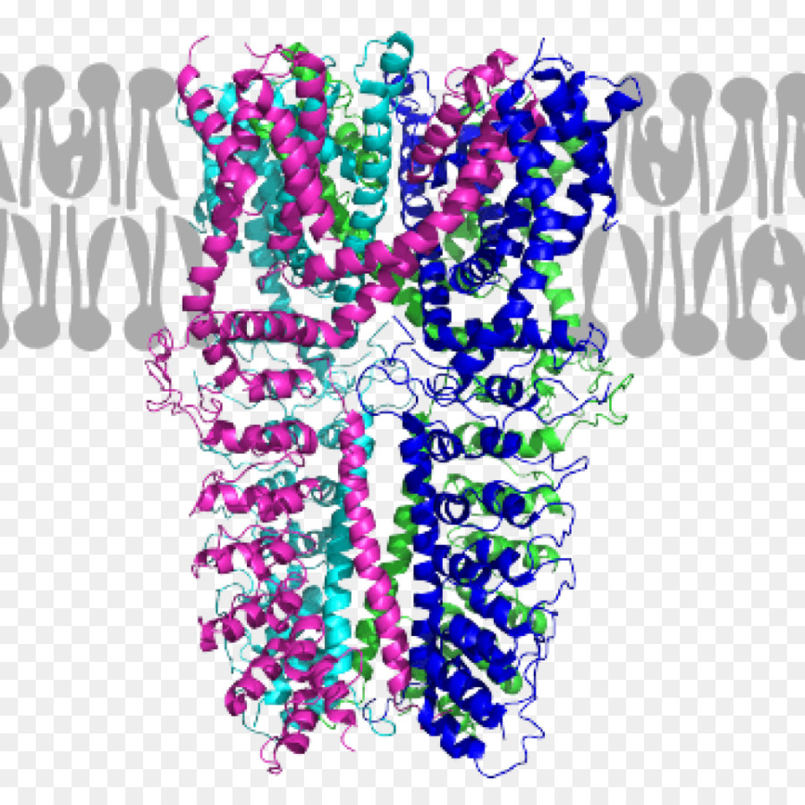 Design Gráfico，Proteína De Membrana PNG