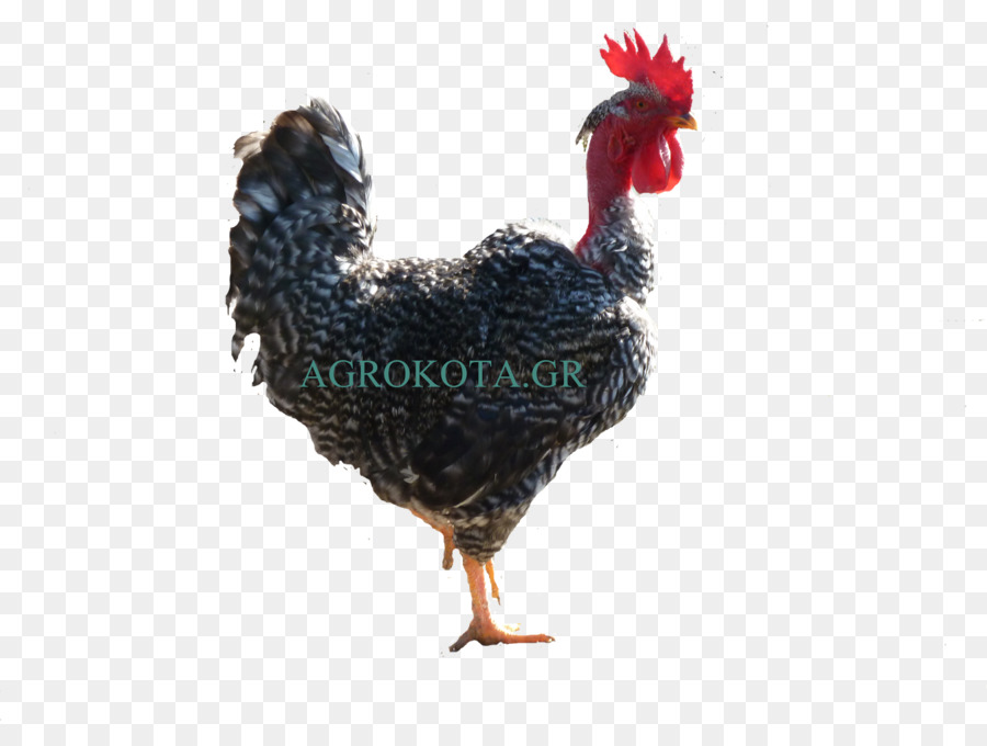 Galo，Australorp PNG