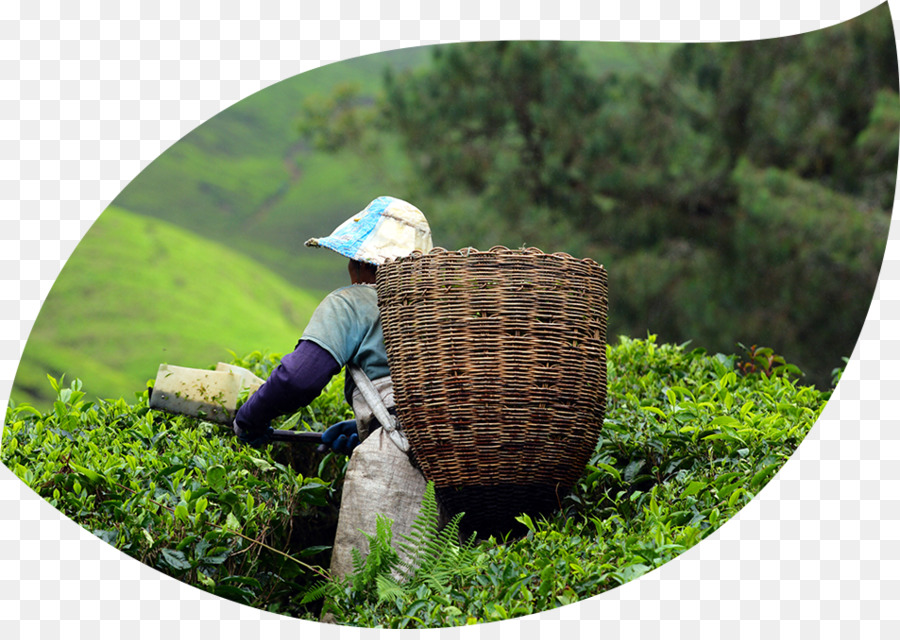 Cameron Highlands，Taman Negara PNG