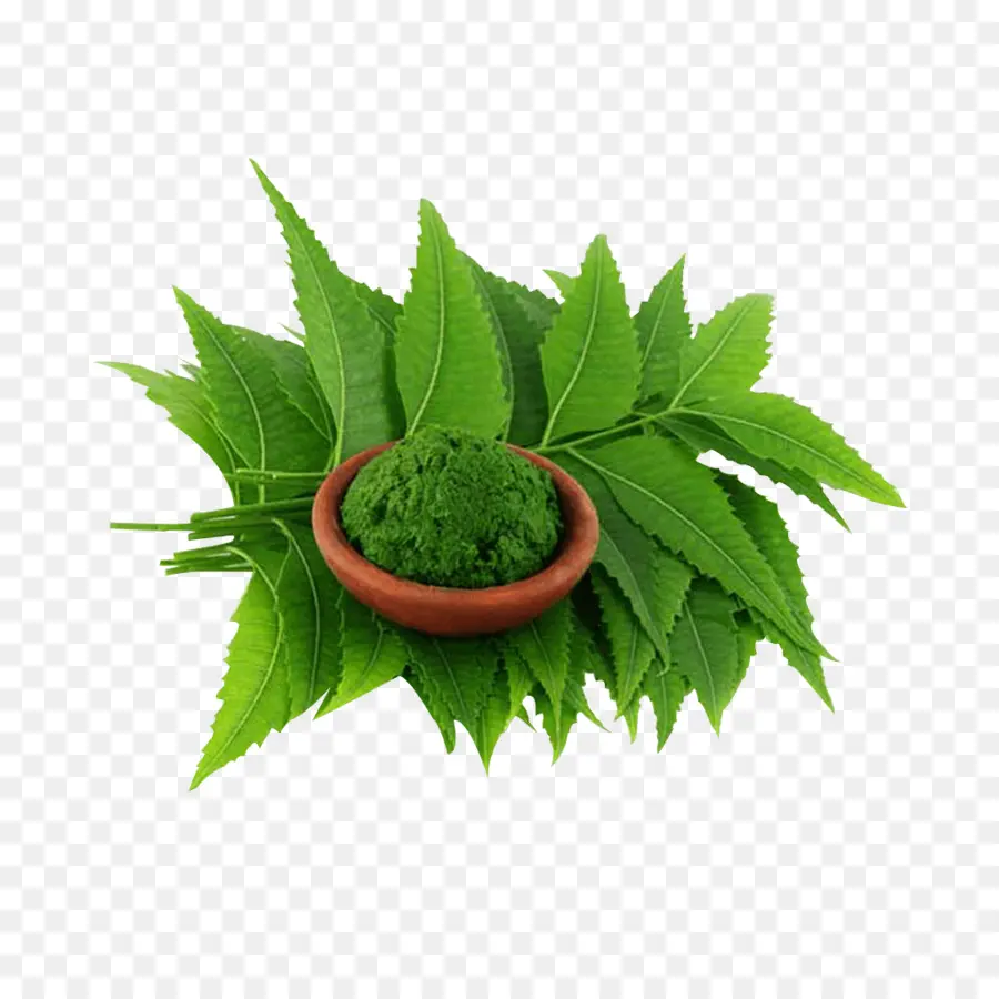 árvore De Neem，O óleo Do Neem PNG