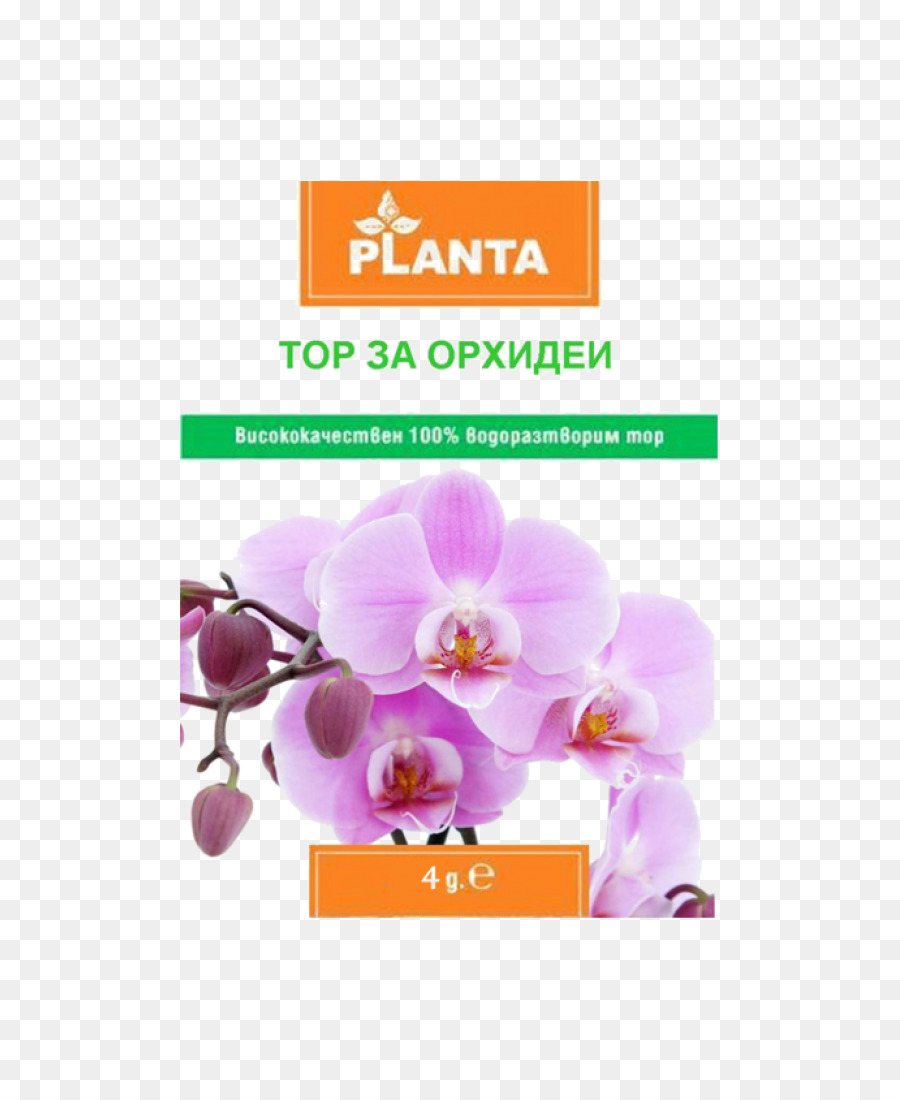 Orquídeas，Orquídeas Na índia PNG