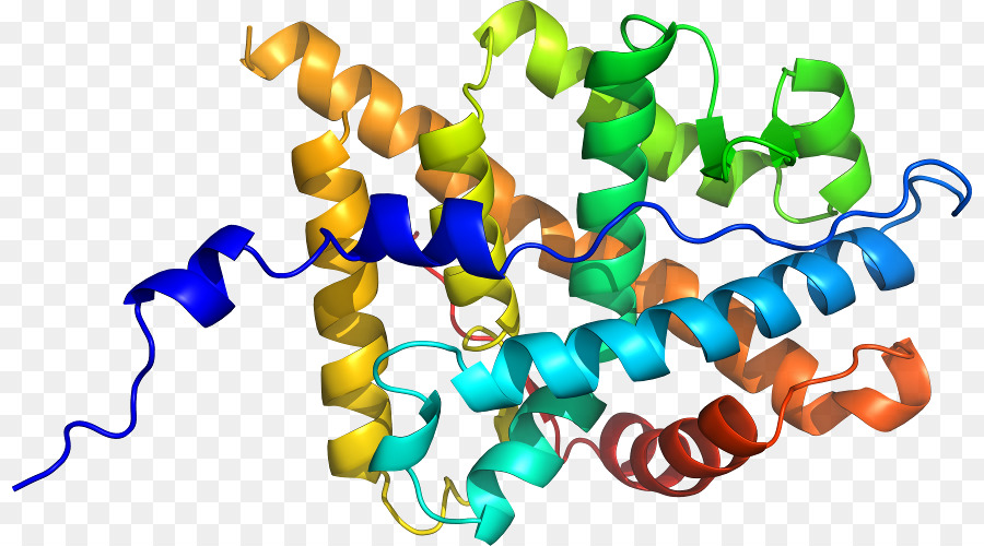 Estrutura Proteica，Biologia PNG