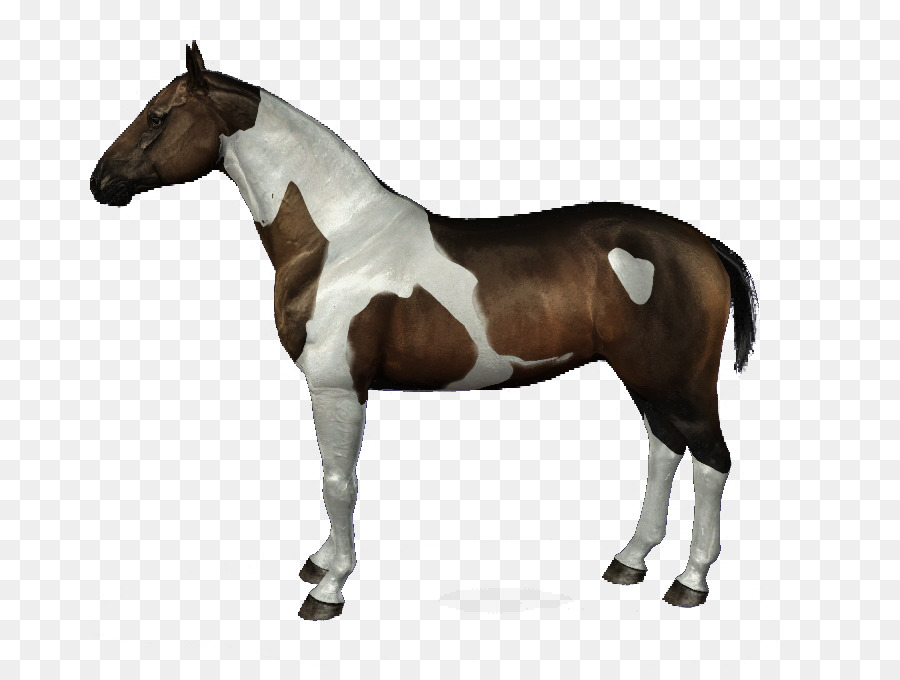 Garanhão，A American Paint Horse PNG