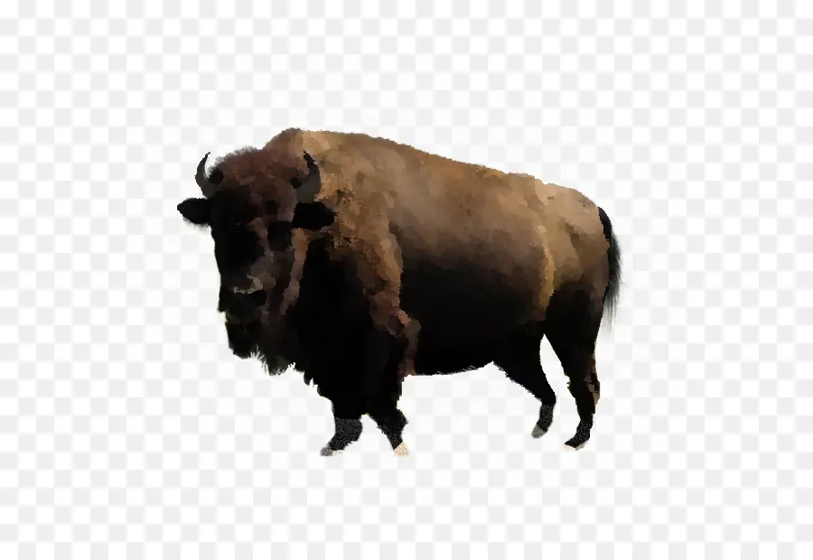 Bison，Búfalo De água PNG