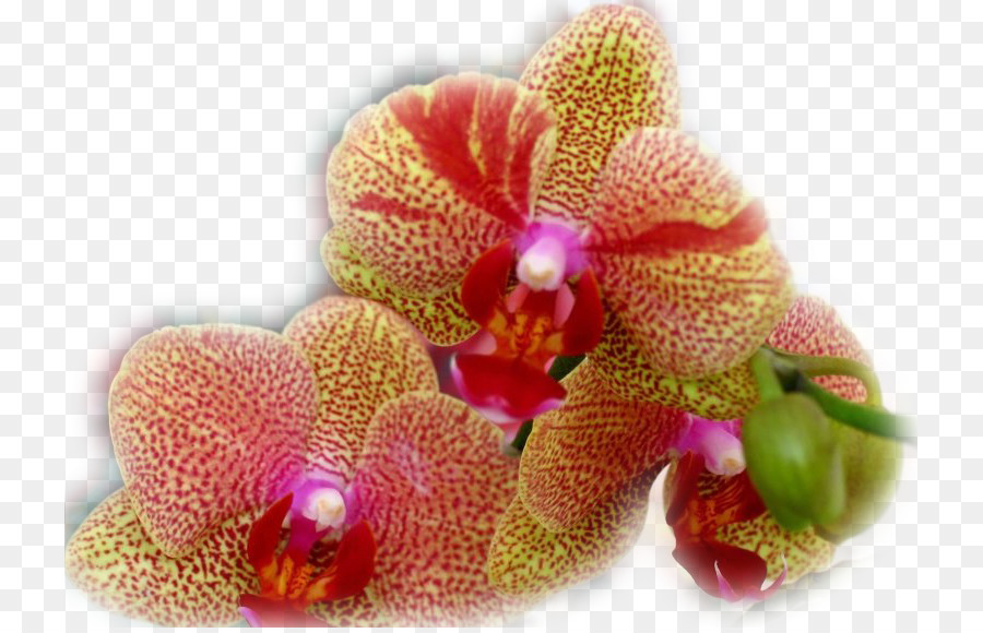 Orquídeas Rosa，Florescer PNG