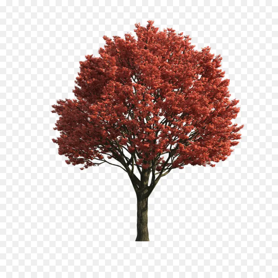 Japonês Maple，Acer Japonicum PNG