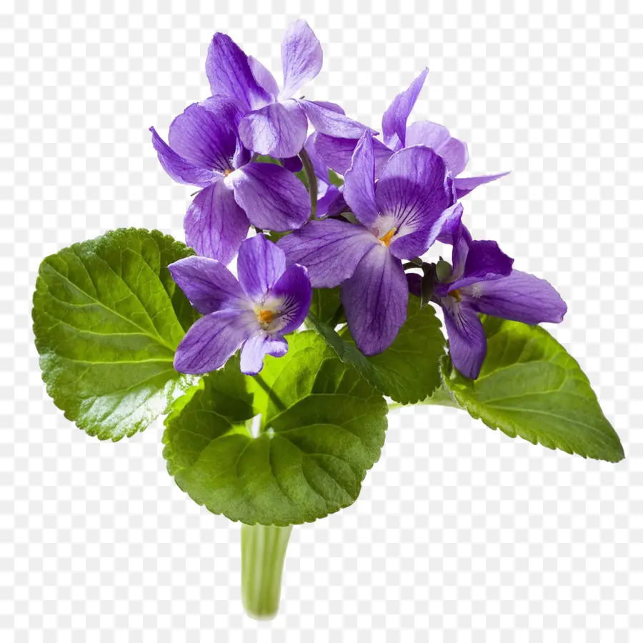 Flores Violetas，Florescer PNG