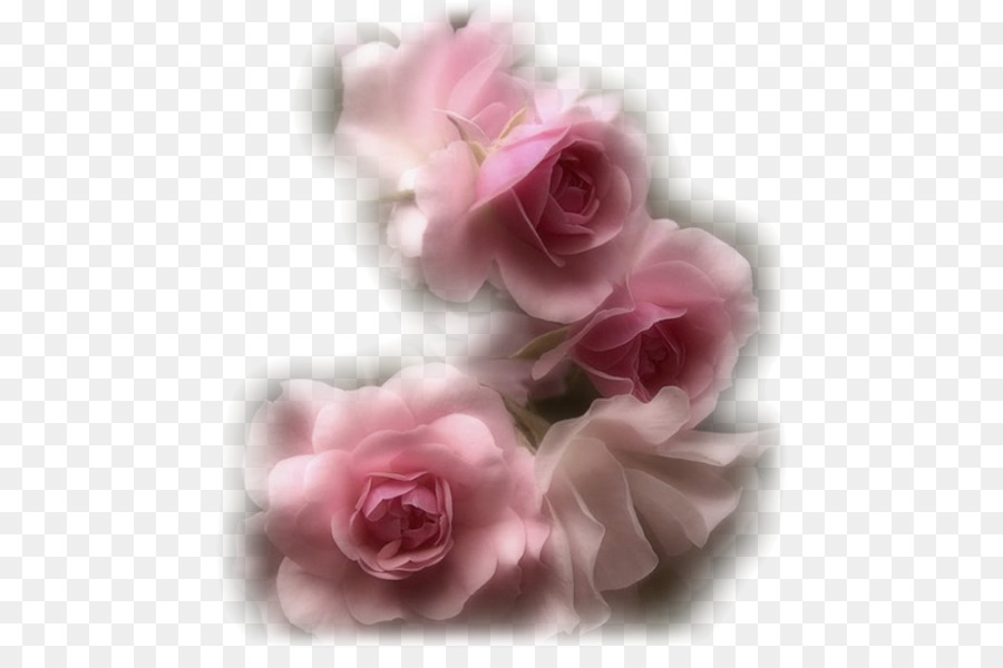 Rosas Cor De Rosa，Florescer PNG