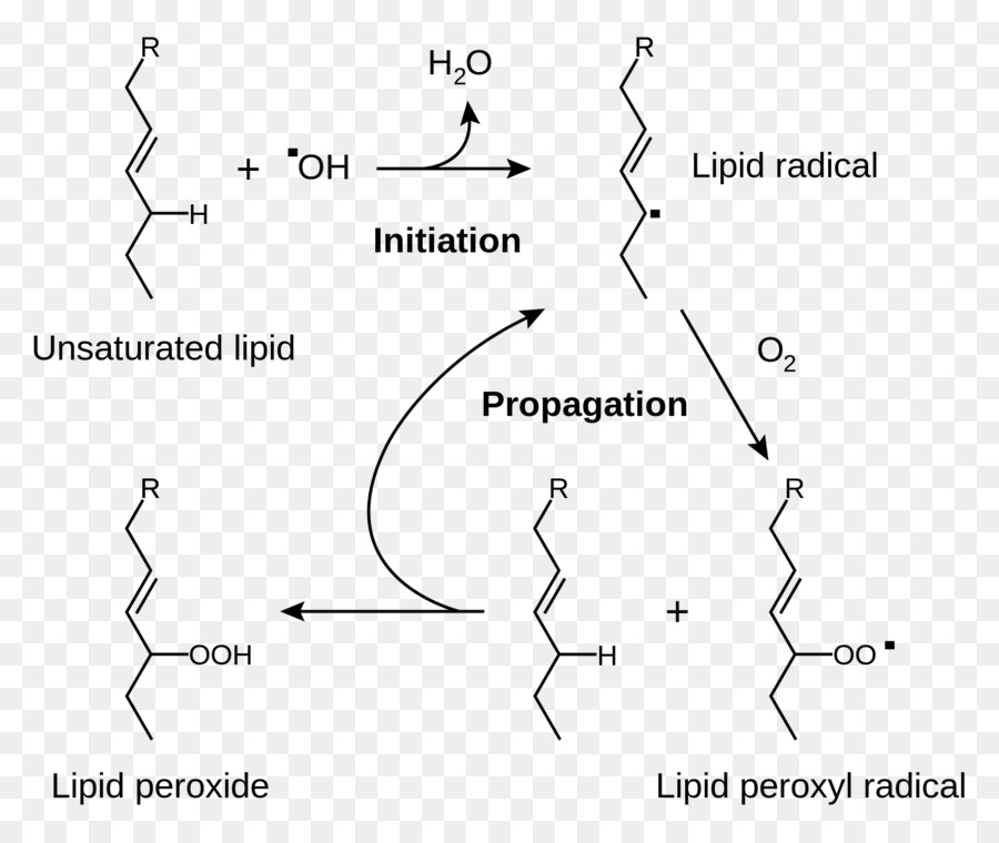 Peroxidação Lipídica，Radicais PNG