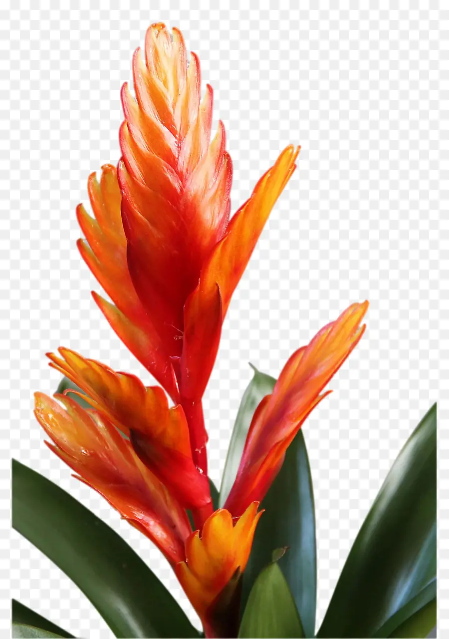 Bromelia，Flor PNG