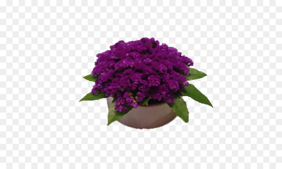 Violeta，Flowerpot PNG