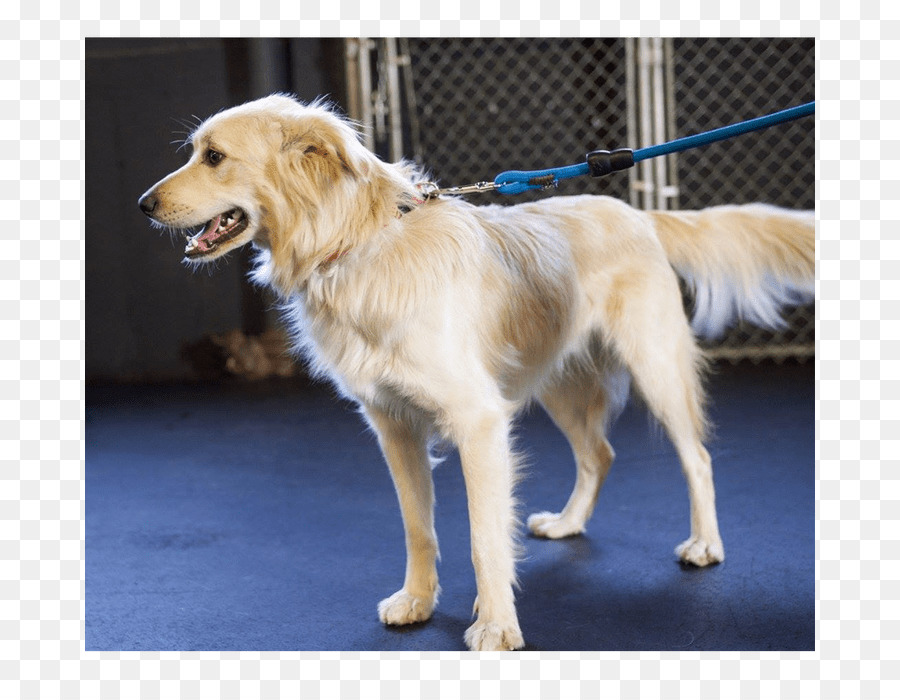 Golden Retriever，Raça Do Cão PNG