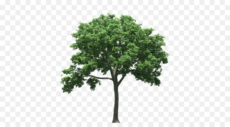 Elm Americano，árvore PNG