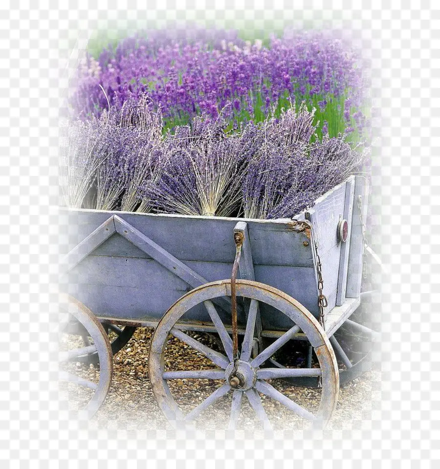 Carrinho Lavanda，Lavanda PNG