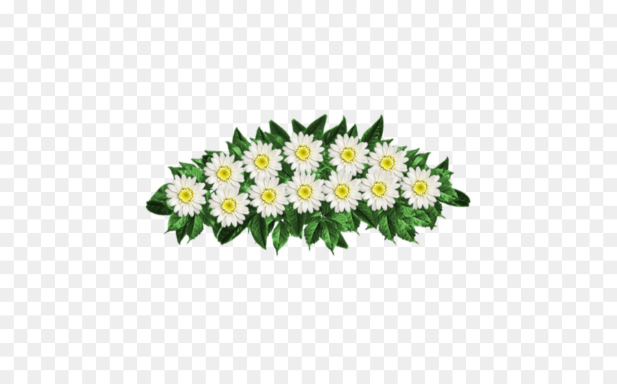 Comum Daisy，Crisântemo PNG