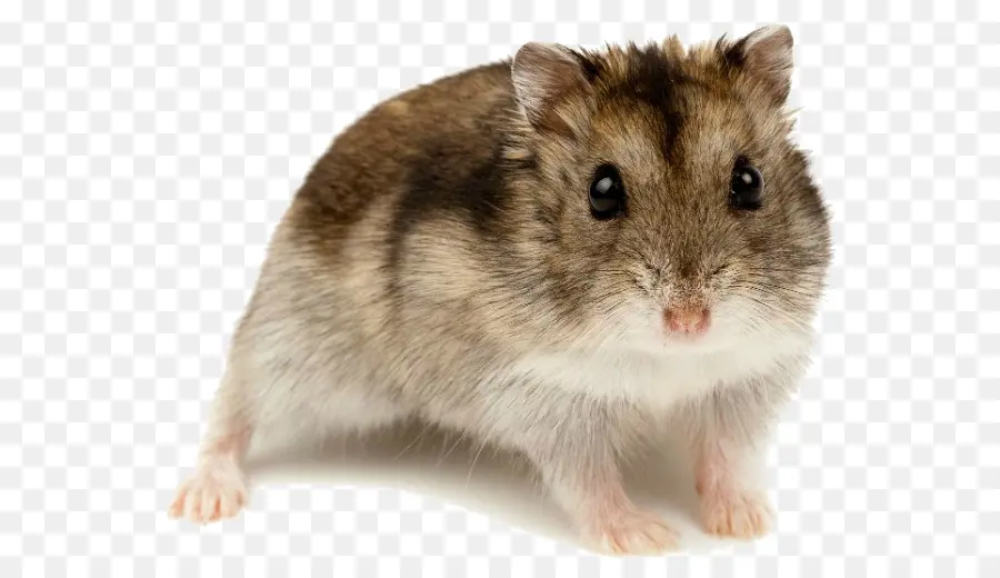 Hamster，Roedores PNG