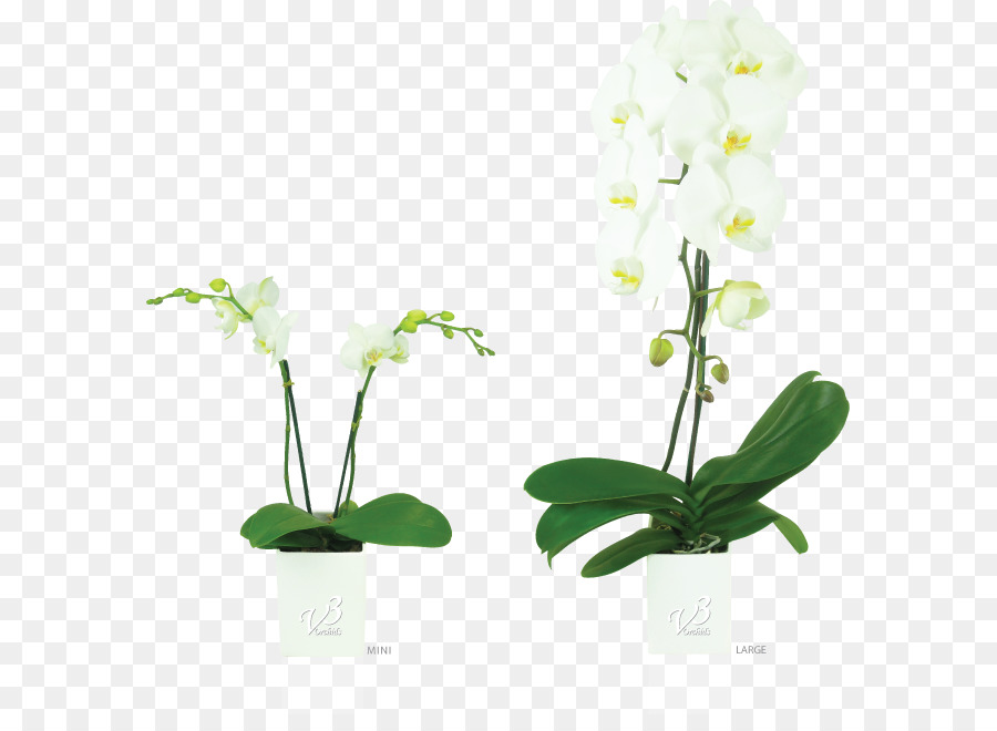 Traça Orquídeas，Flora PNG