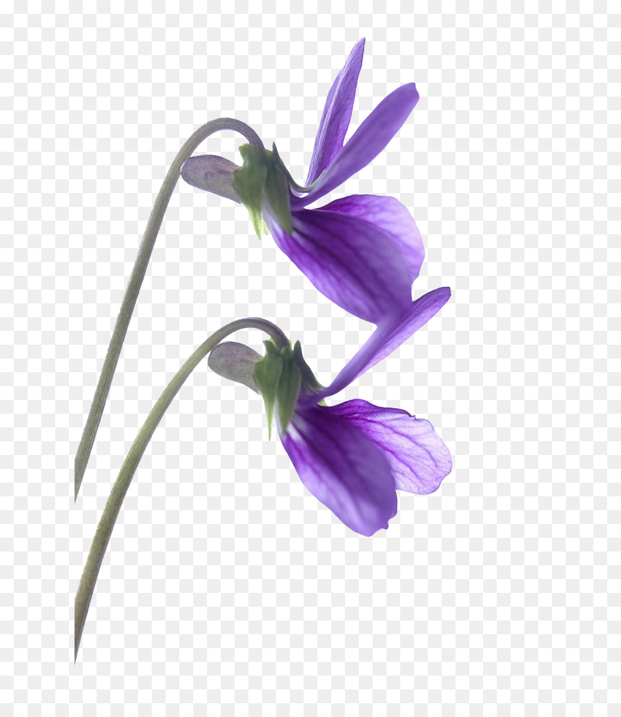 Violeta, Flor, Desenho png transparente grátis