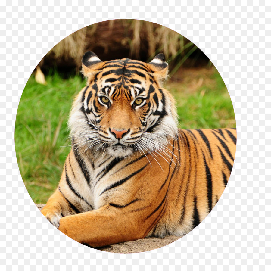 Sundarbans，Tigre De Bengala PNG