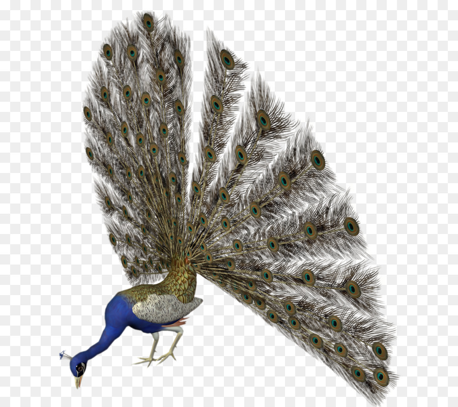 Pavão Com Penas Abertas，Colorido PNG