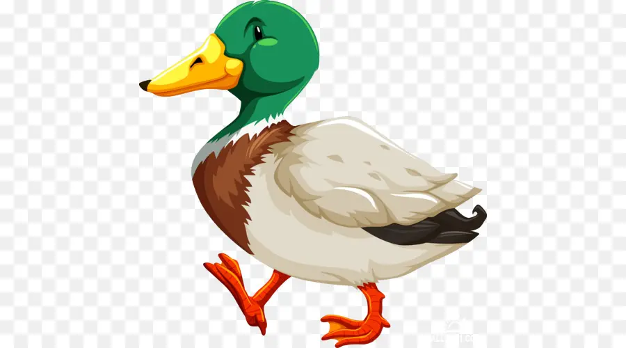 Pato，Pato Real PNG