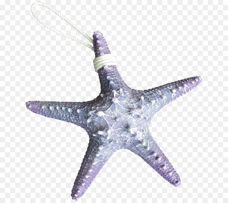 Estrela Do Mar，Animais PNG