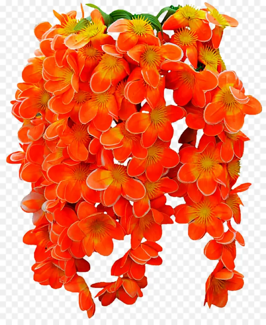 Flores Laranja，Florescer PNG